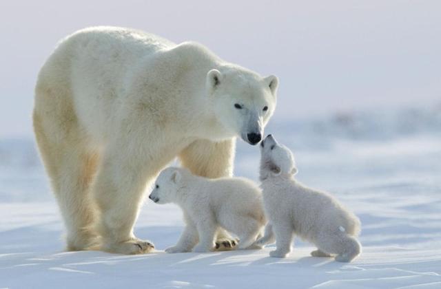 哺乳动物的生殖系统有骨头吗,地球哺乳动物演化
