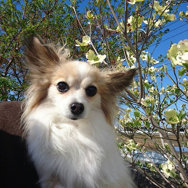 新手养狗适合养什么狗小型,养狗推荐品种小型犬便宜