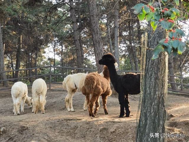 沈阳森林动物园缆车,自驾沈阳森林动物园