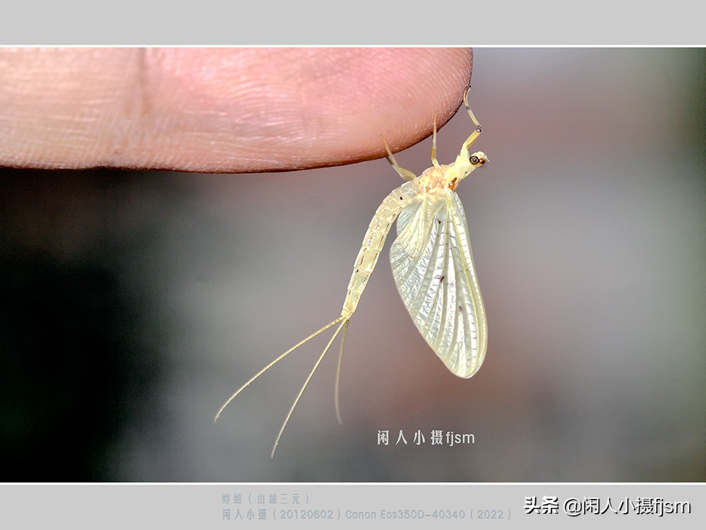 近距离拍摄昆虫小动物,常见昆虫微距摄影活动