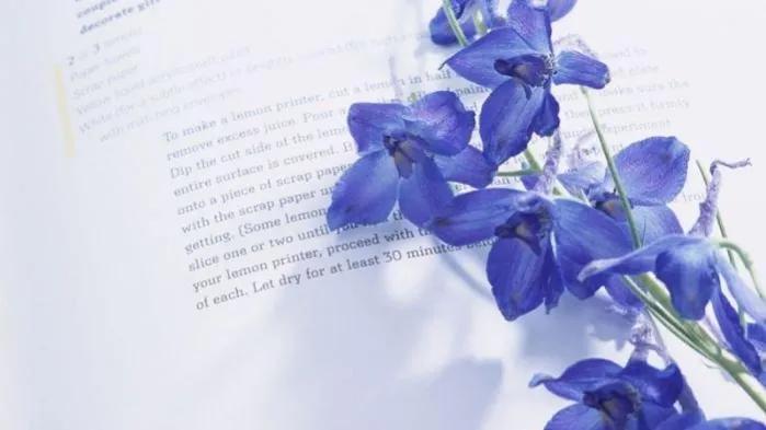 你喜欢的花的花语又是什么,你最喜欢哪朵花的花语