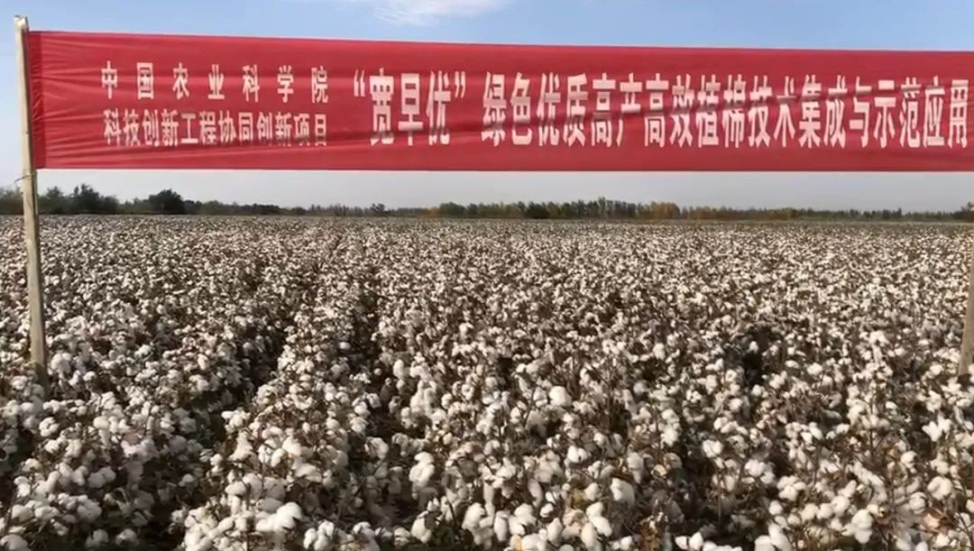 【我们的丰收季】“宽早优”模式棉田大丰收，这四大优势足够让您心动