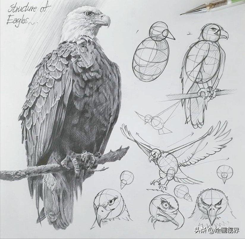 动物素描简笔画图片大全,动物素描很难画出体积感