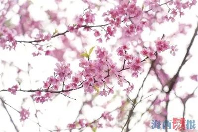厦门早春赏樱图片,厦门赏樱攻略