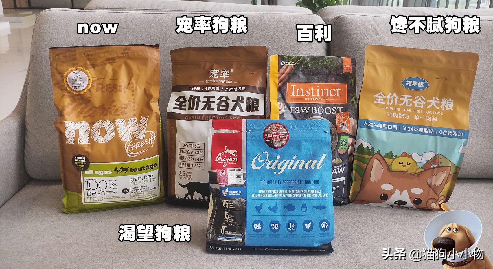 宝宝养狗狗的好处和坏处,养狗的好处和坏处有哪些呢