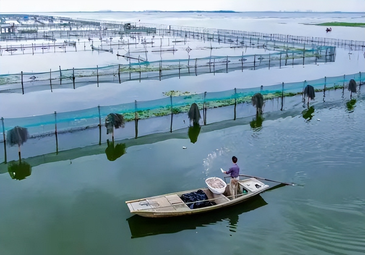 阳澄湖大闸蟹因持续高温产量减少,持续高温影响阳澄湖大闸蟹蜕壳