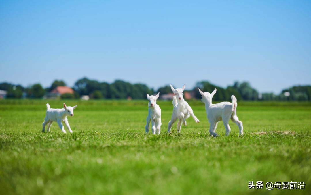 佳贝艾特新晋女神代言人,佳贝艾特五大羊奶优势