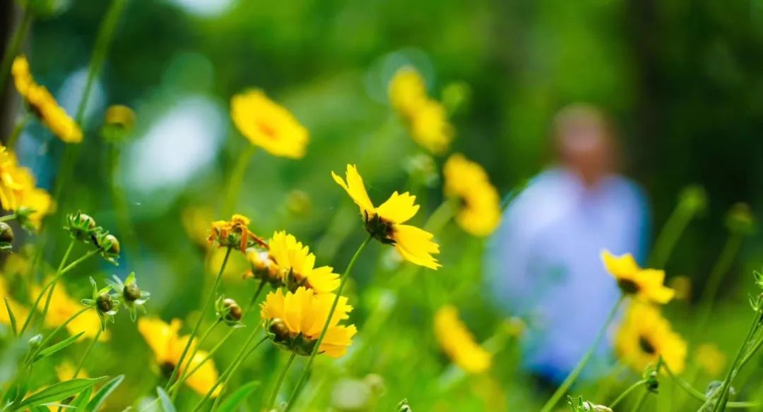 鸡公山山花|春末夏初的迎花使者——金鸡菊