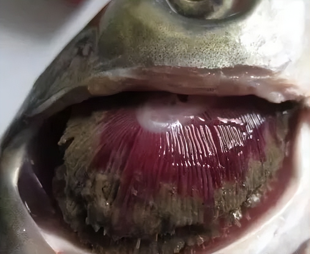 12种水产病害防治,你对水产动物病害的初步认识