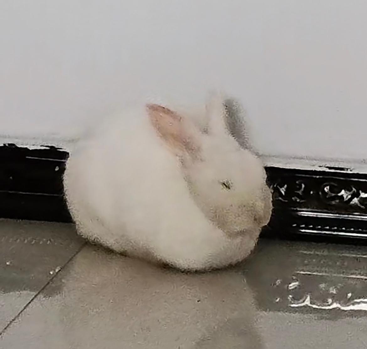 养兔必读的100个动作,两个月大的兔兔要注意什么