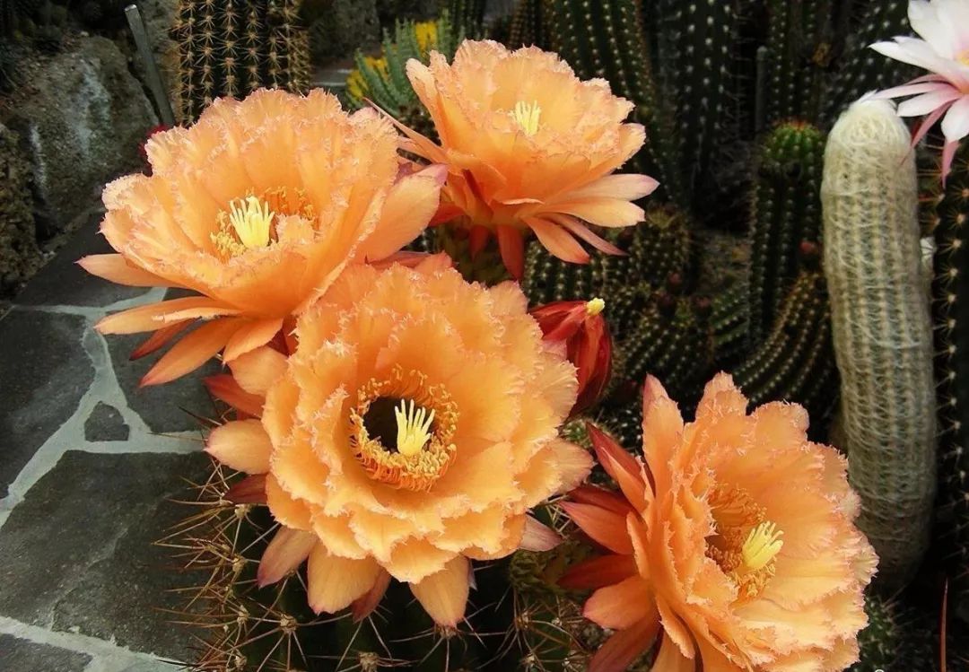 200种·仙人球开花图鉴，大开眼界，美到爆