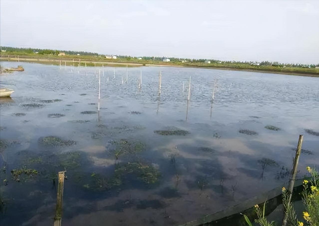 泗洪河蟹养殖用水草,江苏养河蟹技术