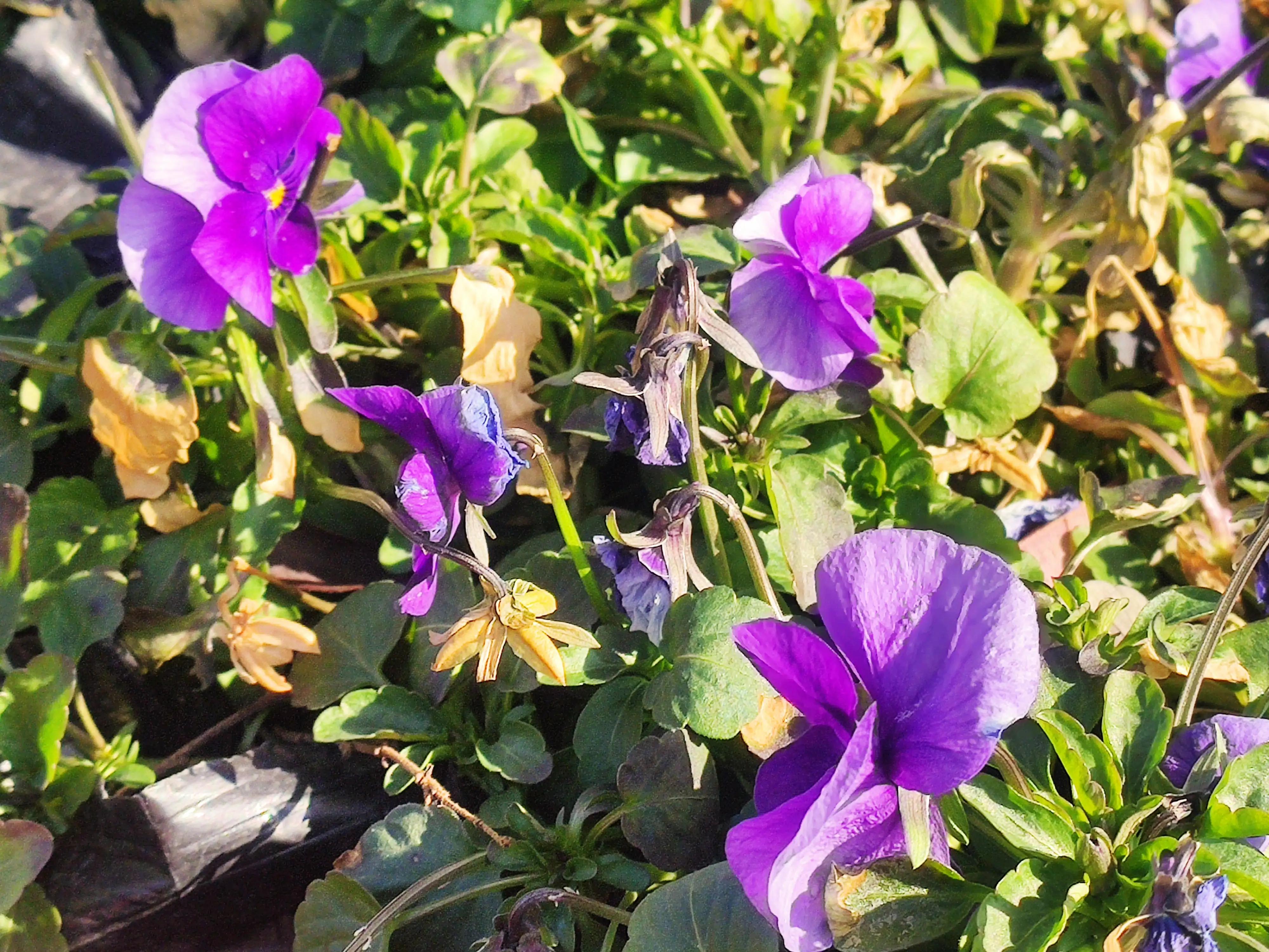 山色空蒙雨亦奇,水光潋滟晴方好山色空蒙的意思