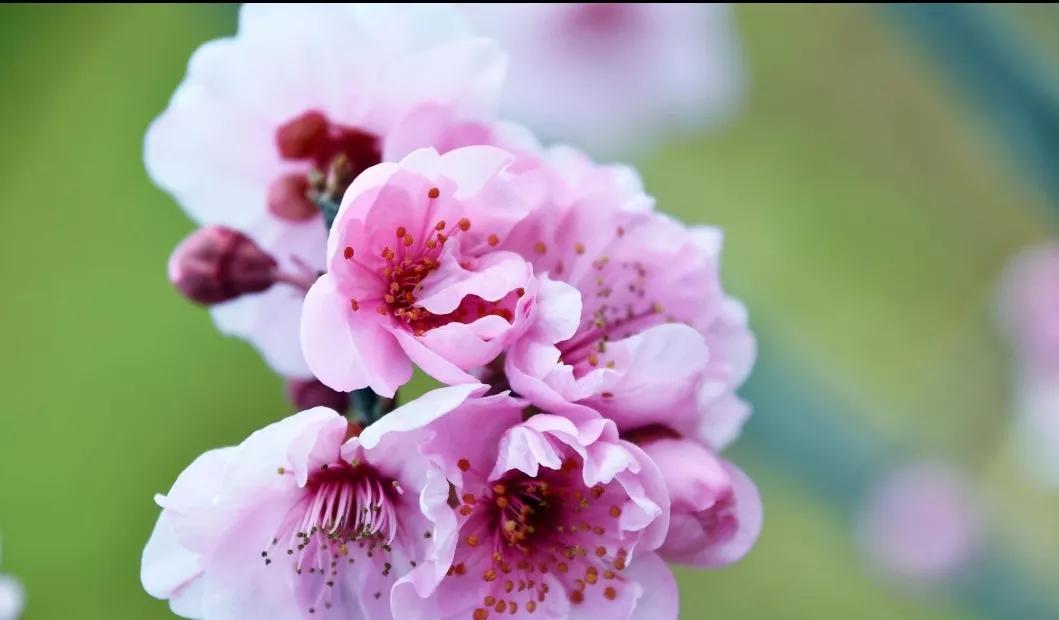 关于桃花的七言绝句古诗,5首久不见经传的桃花诗值得一读