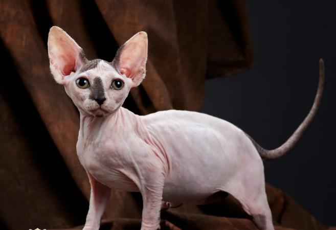 猫咪有这些行为说明被照顾得很好,猫咪安静时一般会想什么