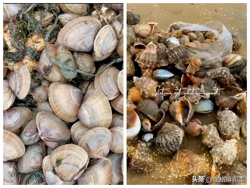 青岛台风过后海鲜遍地图片,台风过后大量海鲜推上沙滩