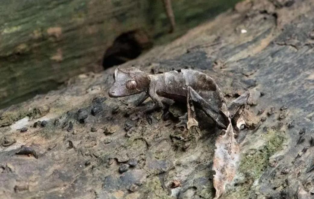 壁虎有毒吗为什么叫五毒,人畜无害的壁虎