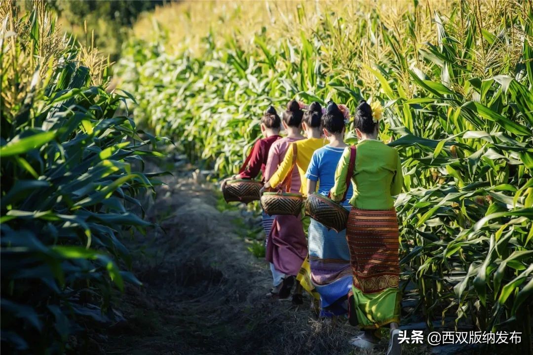 西双版纳天气预报2018年12月30号,西双版纳天气预报中央气象台