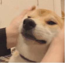 哪些食物狗狗吃了好处多？那些对狗有益的食物大盘点！