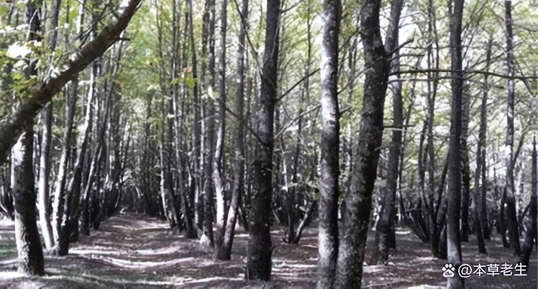 苏合香真假,苏合香哪个产地的最好