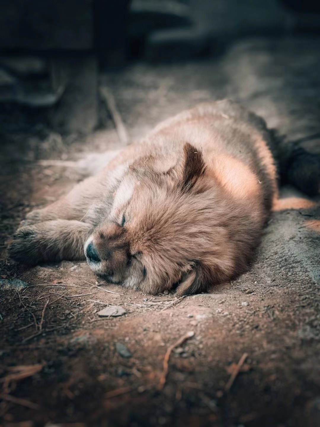 3个月的小狗神经炎,小狗神经炎的症状表现