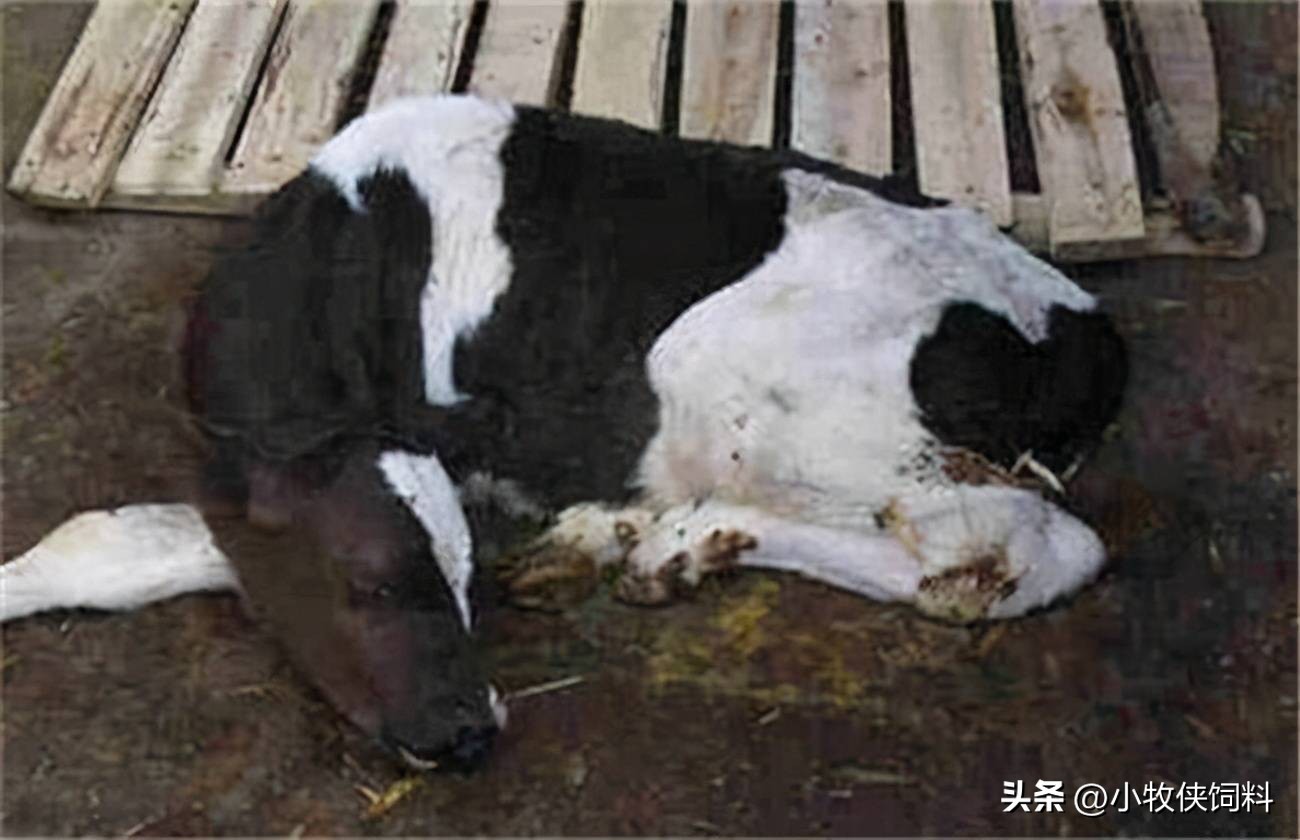 牛不反刍不排便怎么治疗,牛不反刍不排便好几天什么原因