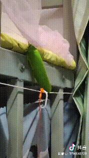 学校突然出现诡异的虫子,女生宿舍惊现不明虫