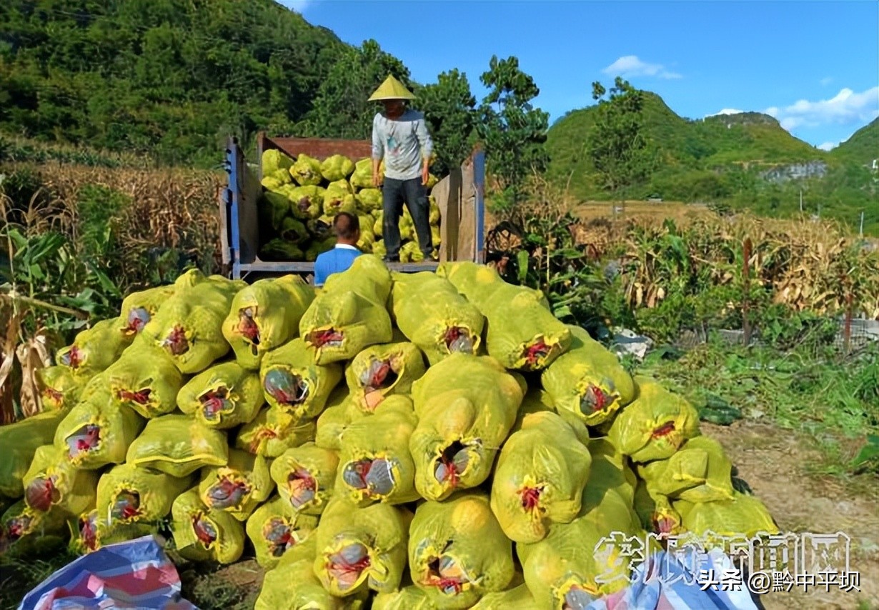 平坝区天龙镇打磨村：冬瓜丰收村民采摘忙