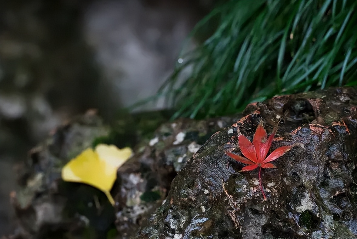 有关冬日的雨的诗句,描写寒冷的冬雨的诗句