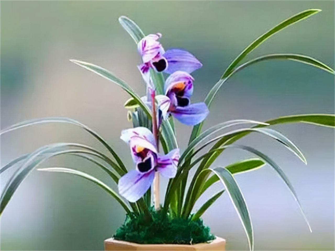 开花的荷花如何养殖好看,金边兰花紫月荷好养吗