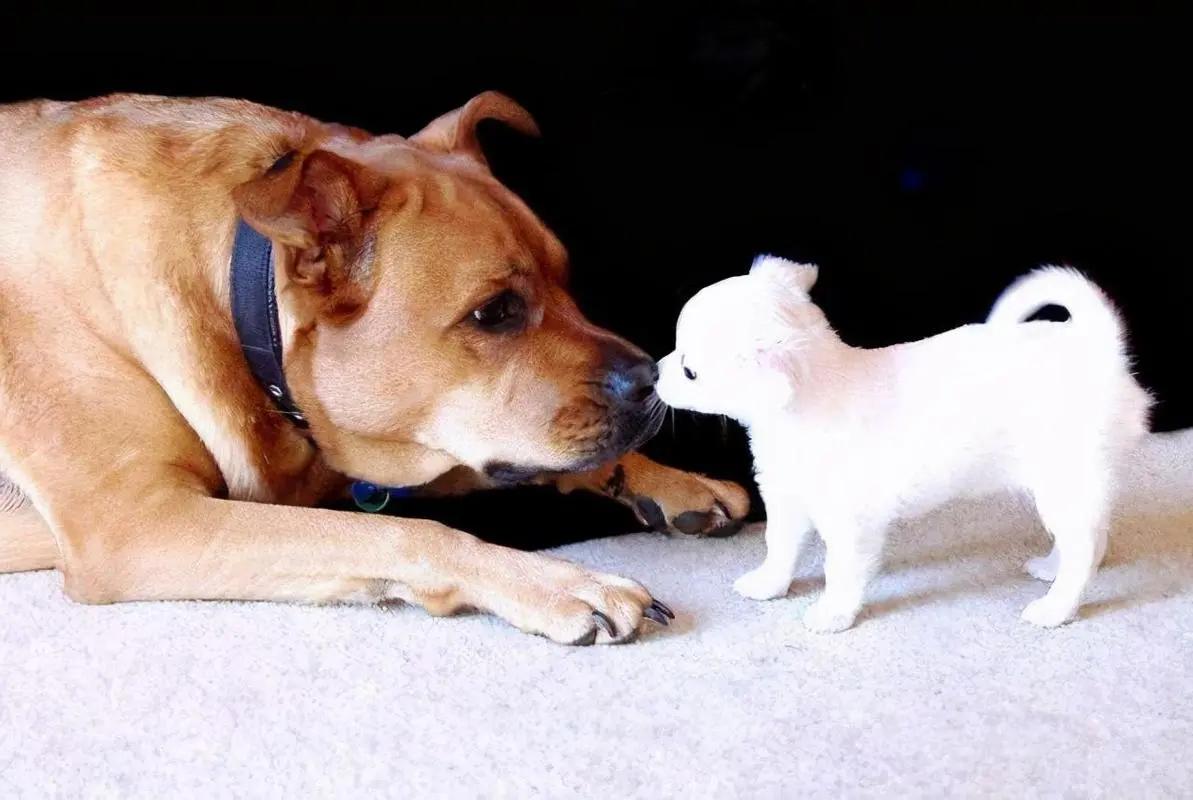 母狗为了保护幼崽视频,母爱如山为了孩子可以付出多少