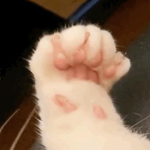 甘比逆袭成香港女首富,甘比为什么变成女首富