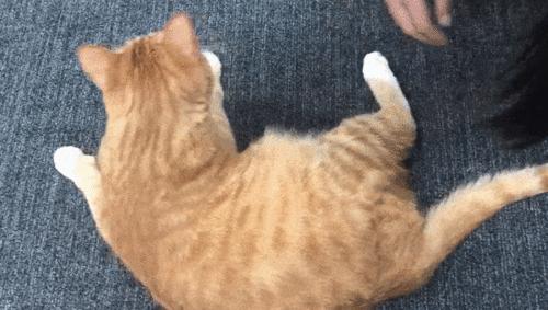 女性养猫的危害大吗,养猫注意事项和危害