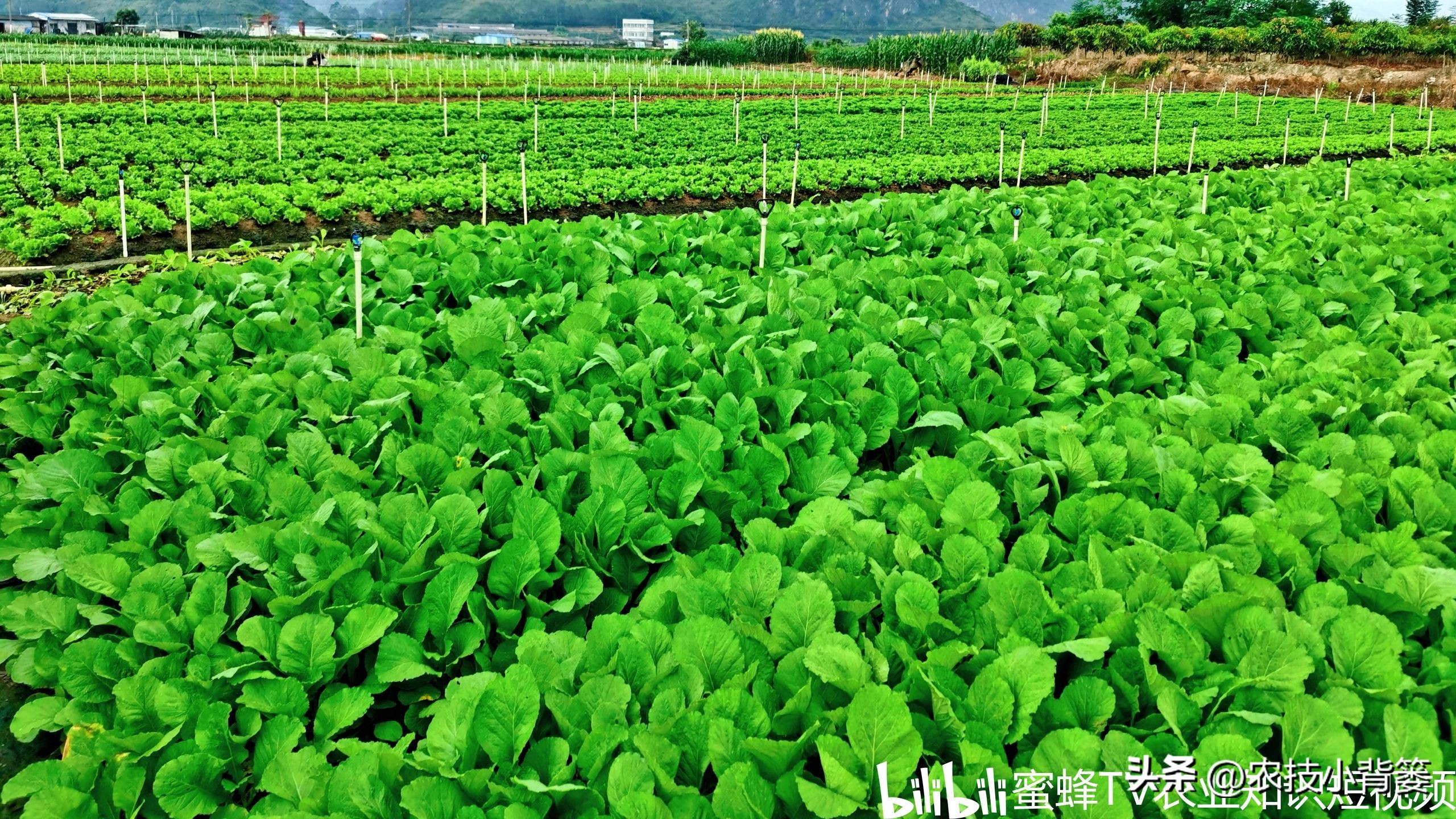 作物旺长怎么办,作物徒长问题及解决方案