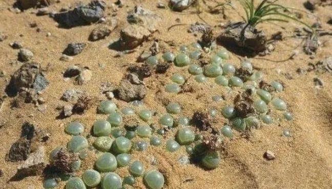 中国游客去非洲，想捡满地的“玉石”，却被导游极力劝阻