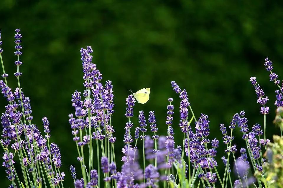 薰衣草，永不褪色的真爱，永不落幕的浪漫｜No.00162