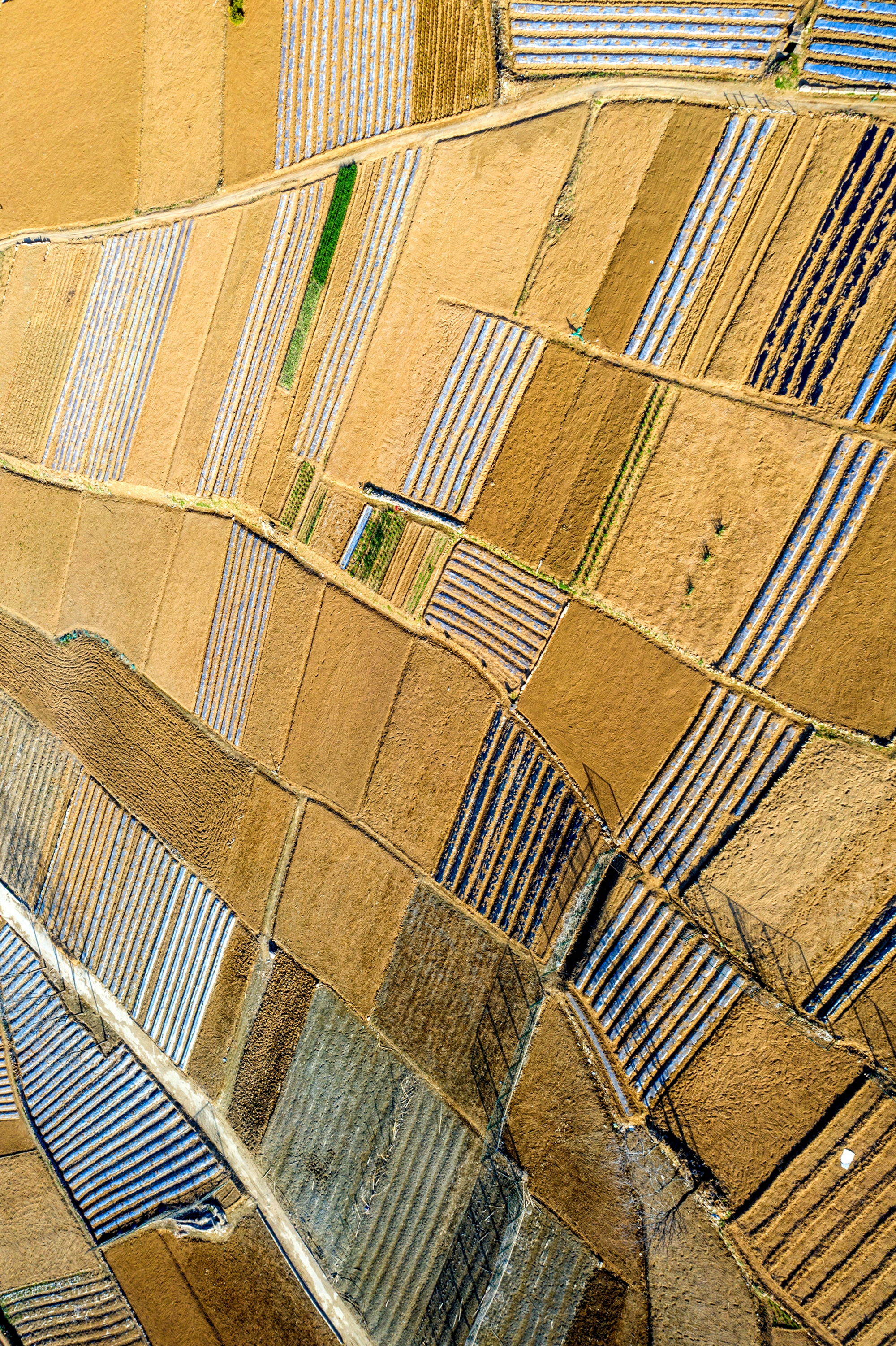 “云”上摄影展丨《徐村*光春**美人勤春来早》