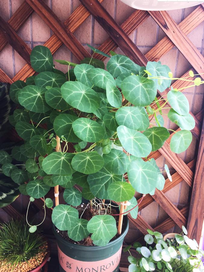 山乌龟和绿萝哪个好,山乌龟绿萝