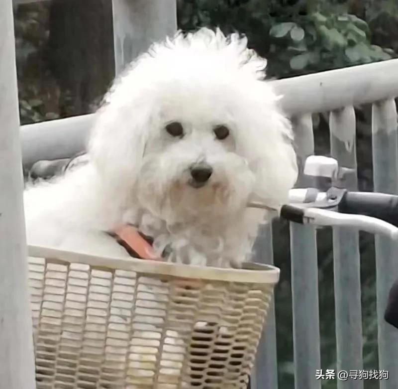 中山坦洲泰迪犬出售,中山三乡泰迪狗出售