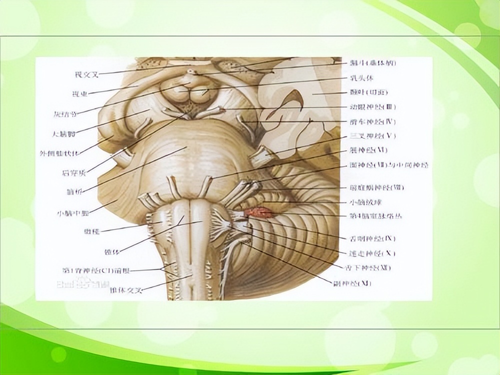 Machado-Joseph病是常染色体显性遗传病，目前没有特定的治疗方法