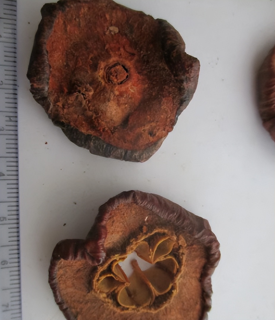 带你识别丁香,怎么样识别是空心山楂