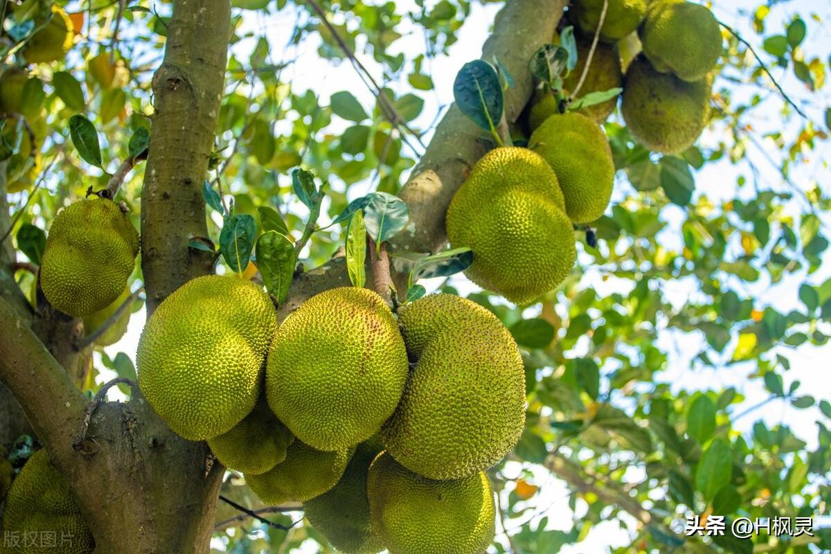 歌词里有菠萝蜜是啥歌,菠萝菠萝蜜是什么歌