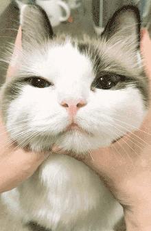 猫忠心还是狗忠心,什么猫忠心