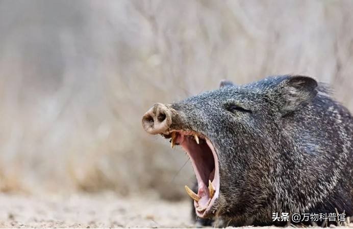 祁连山发现8只“红狗”!被称为猛兽之首,它真敢猎杀老虎?