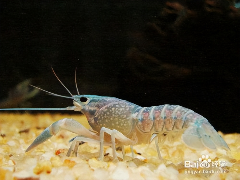 养宠物虾的基本知识和技巧,网球虾饲养注意事项