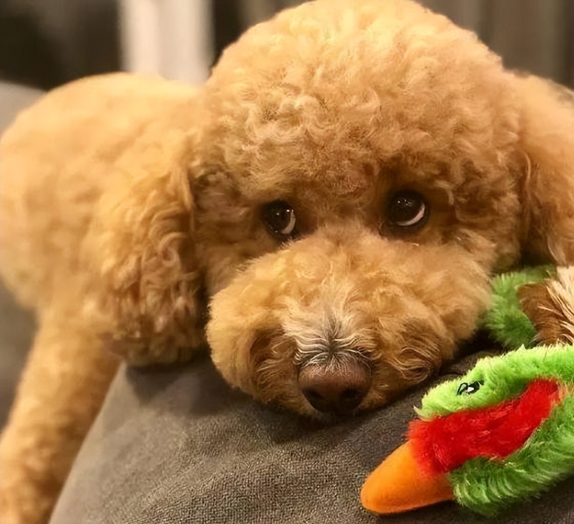 泰迪五大表现证明被你养熟了,泰迪尴尬期怎么处理好