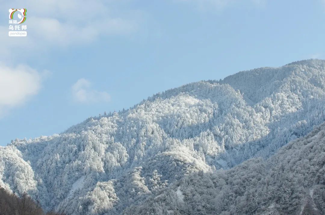 冬季保暖熊猫,呆萌可爱熊猫过冬