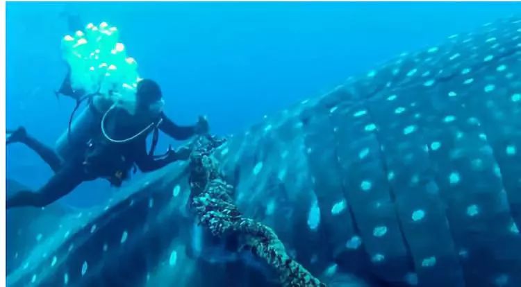 生态头条|地球上现存最大的鱼正在因与船只碰撞走向消亡？