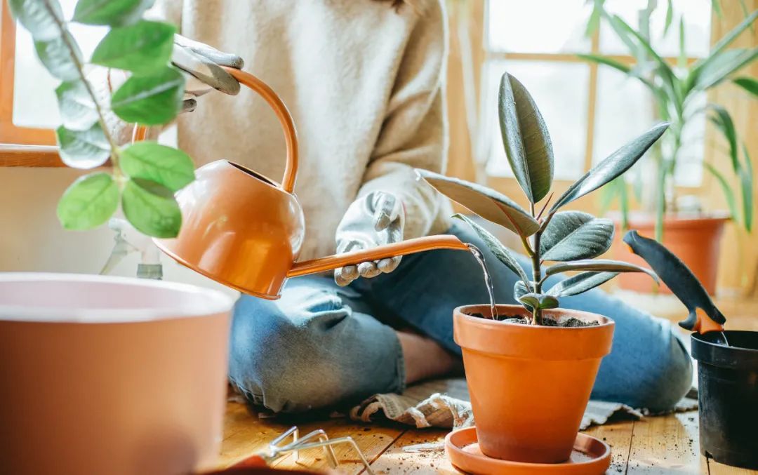 回家过年植物没人浇水怎么办,放假回家植物怎么办