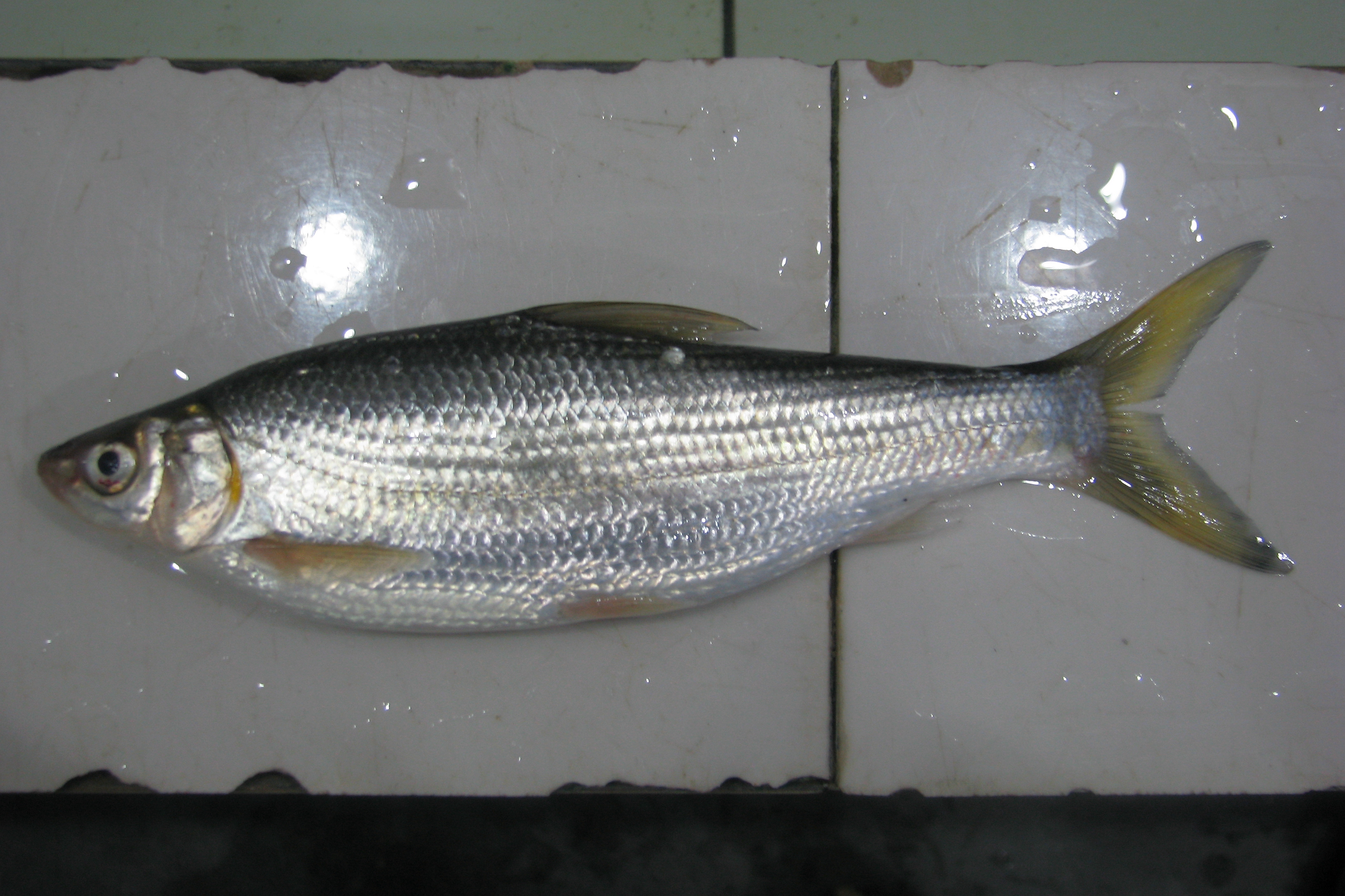 黑龙江鱼类大全名称,黑龙江十大出名鱼排名